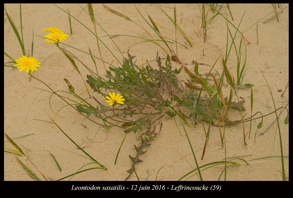 Leontodon saxatilis